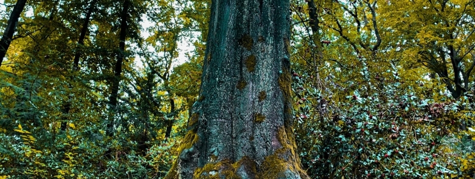 Roots vs. Fruits